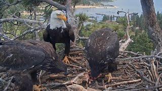 Jackie brings big fish  for lunch | Big Bear Bald Eagle | May 31, 2025