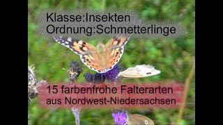 Insekten. Schmetterlinge. 15 Falterarten. butterflies. Ein Video von KLAUS TAUX