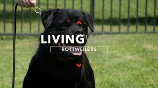 ALL ABOUT LIVING WITH ROTTWEILER DOGS