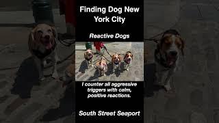 Reactive Dogs NYC Dog Walker Weighs In.  #dogtraining #cutedog #dogbreed