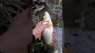 Chub release