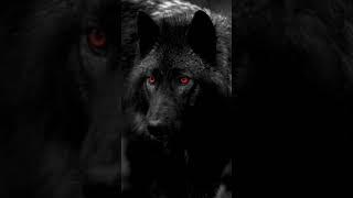 Black wolf #Beast animal #shorts