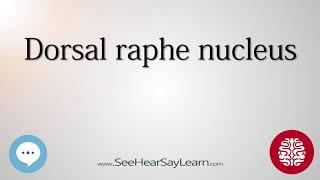 Dorsal raphe nucleus   Anatomy of the Brain   SeeHearSayLearn 