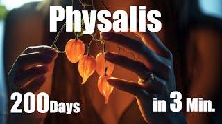 Growing Physalis Plant from Seed to Fruit  200 Days Time Lapse - Full life Cycle