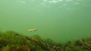 Подводная жизнь Азовского моря /Underwater life of the Azov Sea/  Бердянск каменная дамба АКЗ