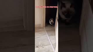 ‍⬛#ладушка‼️#catsvidio #catshorts #саt #котенок