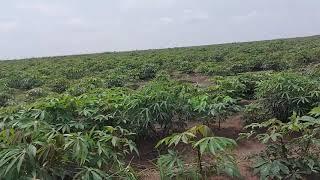 cassava plantation in Kinshasa,  DR CONGO | Ferme KULISHA