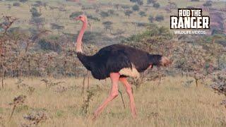 Maasai Ostriches Are Awesome!! | Lalashe Mara Ripoi Safari