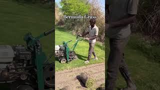 Natural bermuda grass seeds | Natural bermuda grass seeds near me ( bermuda grass suppliers near me