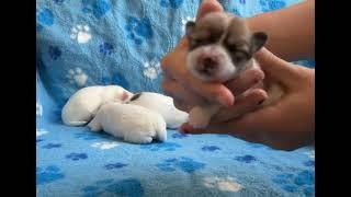 Coton de Tulear Puppies For Sale - Lacey 10-8-24