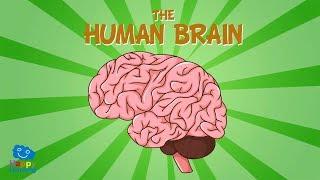 The Human Brain | Educational Videos for Kids