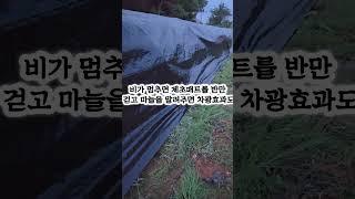 제초매트로  마늘을 캐고 밭에서 비가와도 걱정없이 보관하는 꿀팁이~