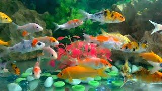 Cá Koi Mini Nhiều Màu Sắc Cho Bể Thuỷ Sinh Phổ Biến
