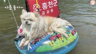 여름을 즐길 줄 아는 강아지(A puppy who knows how to enjoy the summer.)