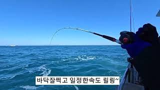 타이라바 참돔 느나느나 조황~ 통영권타이라바전문선사 현주피싱입니다^^