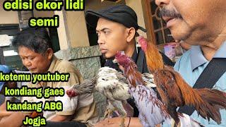 EDISI KETEMU YOUTUBER KONDIANG KANDANG ABG JOGJA #EKOR LIDI SEMI #ekorlidi #bk  #bangkok #kandangabg