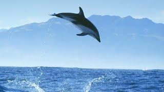 Incredible Dolphin Moments | BBC Earth