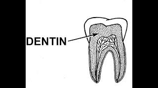 Overview of Dentin - Properties and understanding of all TYPES of dentin. #cedees #ini-cet