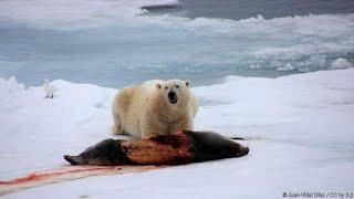 National Geographic I The danger of polar bears I Nat Geo Documentary