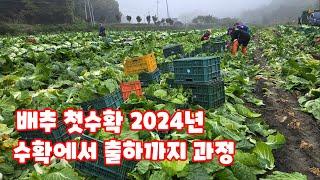 배추 수확 2024 시작했습니다 김장배추 괴산절임배추 파종 100일 배추 [배추재배방법]