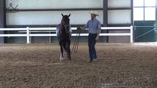 How to Move Your Horse’s Shoulders on the Ground | Ground Work Series 3/6    Exercise #2 FQ