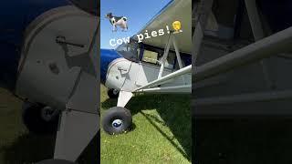 Turning up the cowpies!