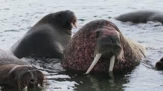 Atlantic walruses