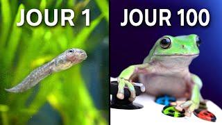 Élevage de Grenouilles pour Jouer aux Jeux Vidéo !