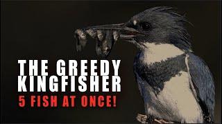 A Greedy Kingfisher Catches 5 Fish at One Time