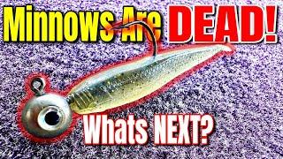 The Minnow Bait is Dead What's Next