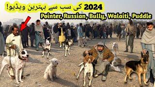 Kohat Mandi Ke2024 Ke Behtaren video | Pointer,Russain,Bully,Walaiti,Puddle DOG | @animalspot2.0