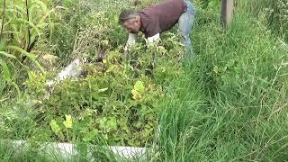 Late Season Potato Harvest - 3Canyons Permaculture Farm