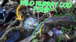 Sight casting giant wild river Murray cod. ( fishing Australia).