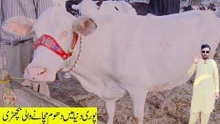 Malumor Mandi 2025 Heifers Price Update - Cow Mandi Pakistan - Jersey Friesian - Gojra Mor Mandi