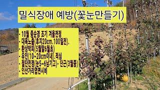 초밀식과원 밀식장애 예방을 위한 10월 전정 및 비료 사용등 조치사항