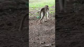 Bonnet Macaque Monkeys