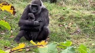 BEAUTIFUL GORILLA MOM AND HER FIRST CUTE BABY - PART 4