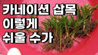 초보자도 엄청 하기 쉬운 카네이션 삽목 한 달 안 돼서 뿌리가 다 내렸다