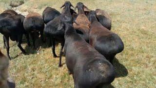 Powerful sheep in the mountains. Hissar Rams