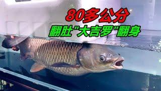 80多公分長的一條大魚，躺在魚缸裏肚皮朝上，得給它翻過來