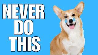 8 Things You Must NEVER Do To Your CORGI (EVER)