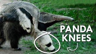 Giant Anteaters have Panda Knees