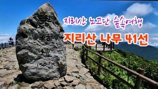 한국의 나무 - 7월 지리산 노고단 나무 41종류 해설