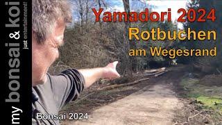 Bonsai 2024-11 - Yamadori-Jagd 2024 - Rotbuchen am Wegesrand