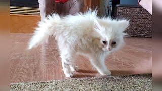 FUNNY CATS that deserve 100 MILLION VIEWS!