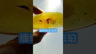 琥珀 蜜蠟 蜜蜡 直播2023，缅甸纯天然  琥珀直播 蜜蜡直播 蜜蠟直播  精品珠宝 琥珀 蜜蠟 蜜蜡 ，全网最权威 琥珀教学 蜜蠟教學 蜜蜡教学 ， 琥珀 蜜蠟 蜜蜡 #琥珀 #蜜蠟 #蜜蜡