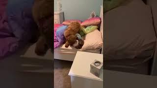 One heck of a wake up call  #goldendoodle #minigoldendoodle #goodmorning #wakeup #wakeupcall