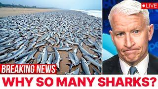 Largest Shiver Of Sharks EVER Caught on Camera - Why Are They All Together?