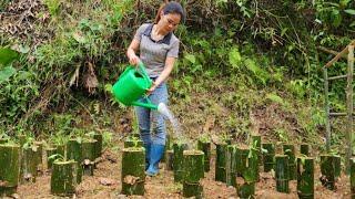 Growing vegetables with bamboo tubes and taking care of the vegetable garden. | Build a farm