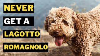 5 Reasons Why You Should Never Get a Lagotto Romagnolo Dog